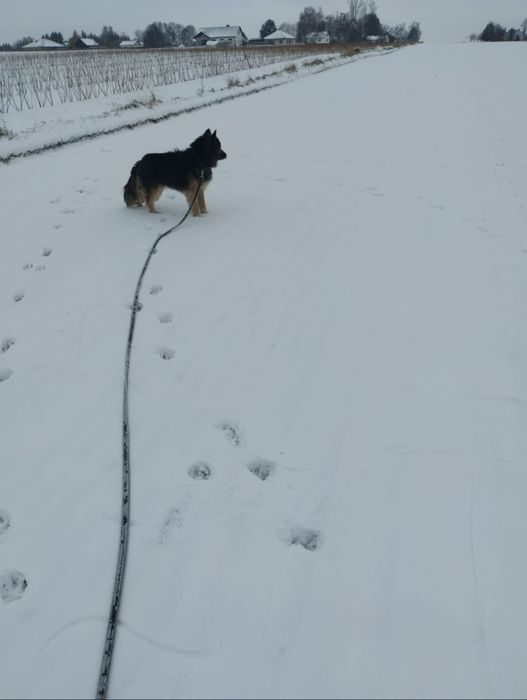 Do oddania pies owczarek niemiecki x husky