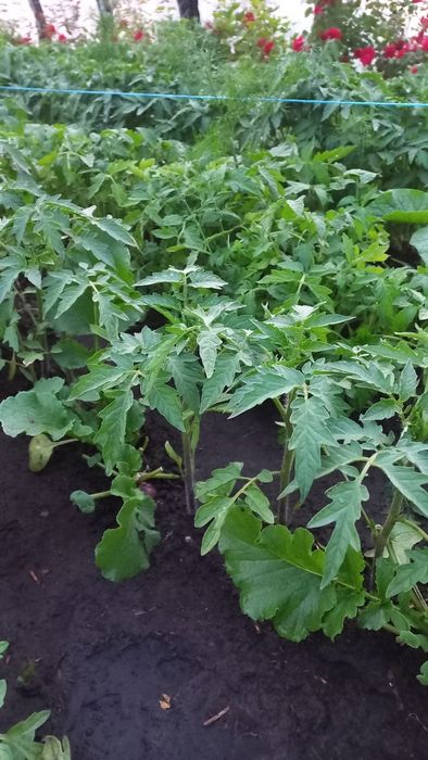 Розсада табака кріпкого