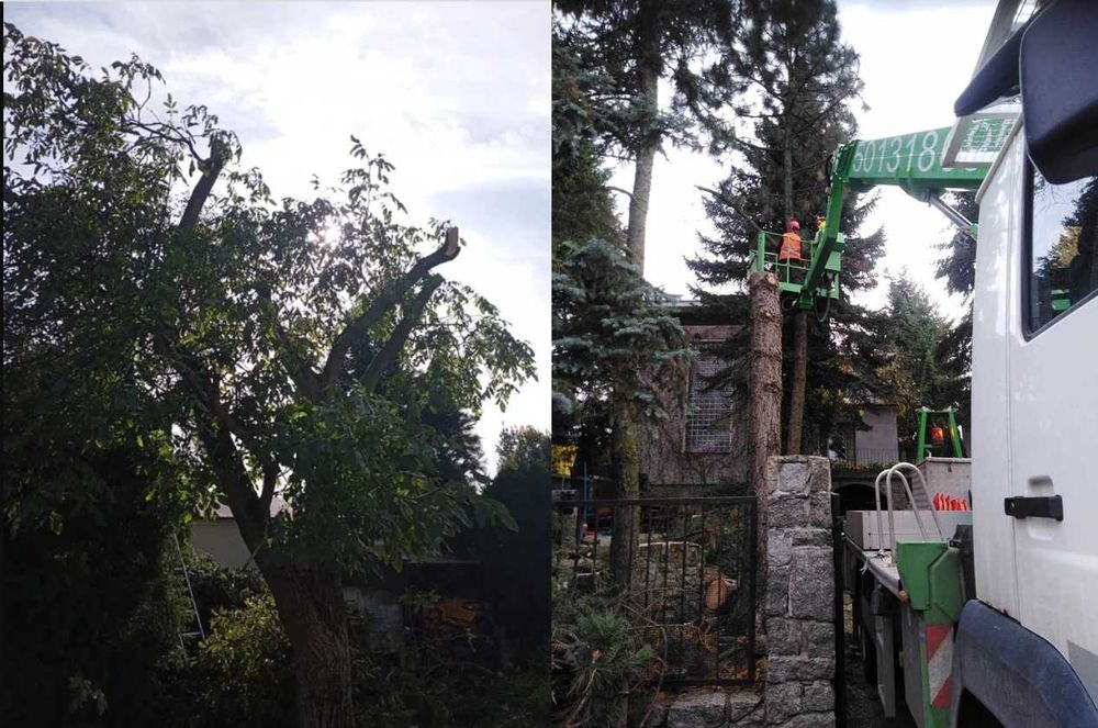 Usługi ogrodnicze - Przycinanie drzew/Opryski owadobójcze i inne