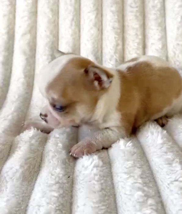 Chocolate Menino  Super Mini.Branco e laranja. Perfeito!