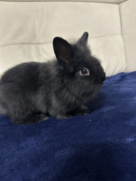 Królik Karzełek Teddy