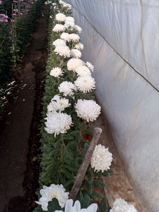 Квіти Хризантема