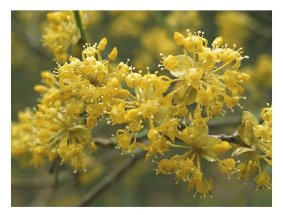 Продам саджанці кизилу.