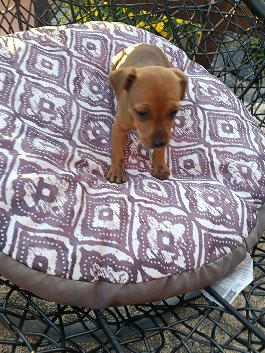 Pinscher fêmea castanha