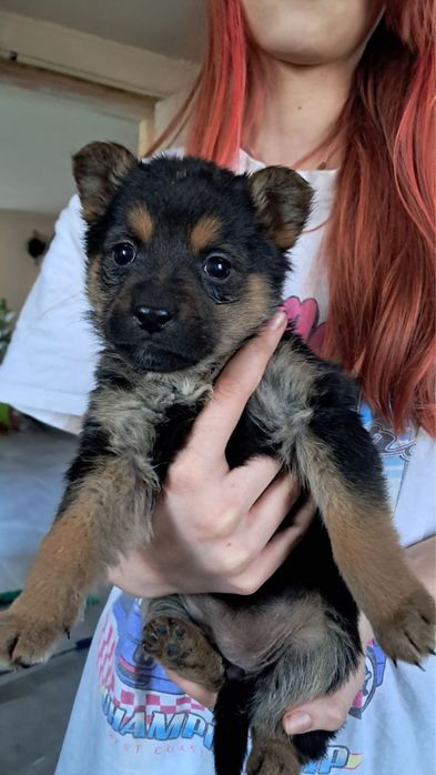 Безкоштовно песики