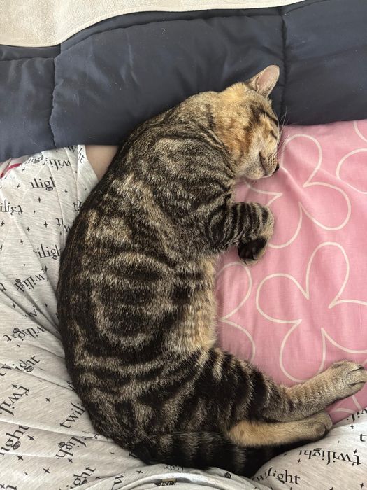 Gato macho para adoção