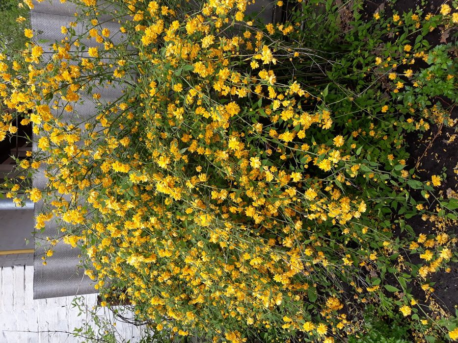 Керрия японская многолетник