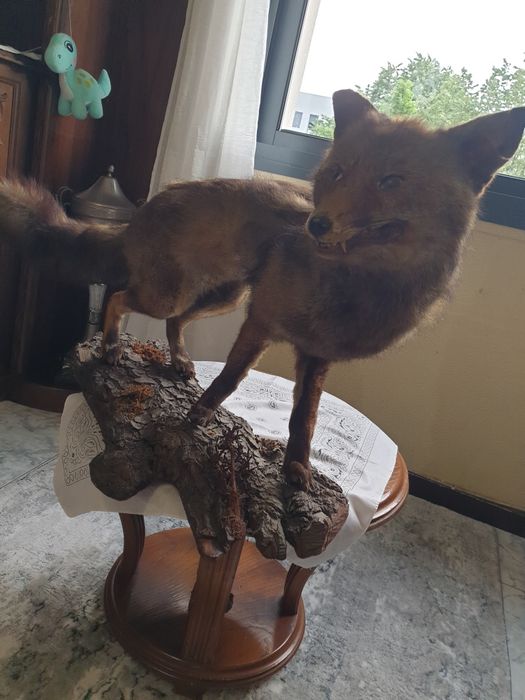 Raposa envalsamada