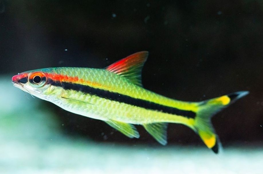 Barbo    torpedo