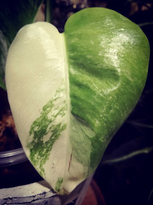 Monstera Alba Variegata NOWA biała roślina jedwab Philodendron 3liście