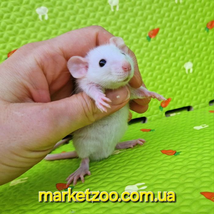 Криска,щурик,щуренята,крисенята Дамбо і Дамбо рекс хаскі хаски Крысы