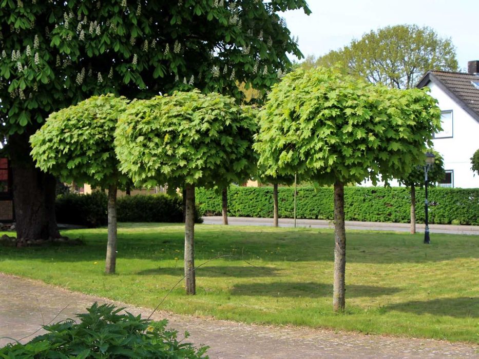 Klon zwyczajny Globosum