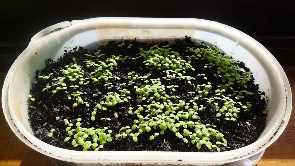 1000 Sementes Tabaco Virginia Gold Biológico Orgânico Natural Planta