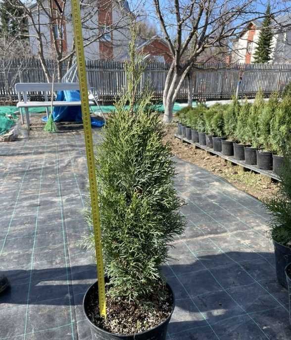 Туя смарагд, голден смарагд