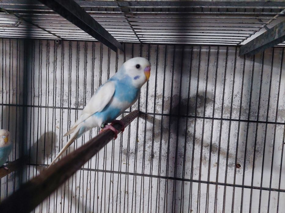 Periquitos australiano