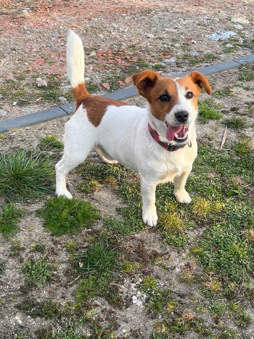 Jack Russell Terrier # B I A N K A Smartie Jacks # pure breed FEMALE