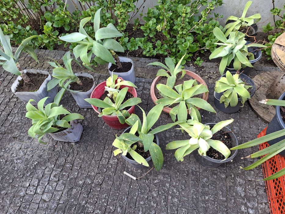 Agave dragão tamanho médio