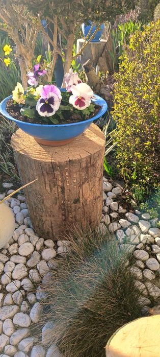 Pieniek z drewna, okorowany.