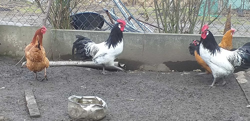 Sprzedam koguty Lakanvelder i Ayam Cemani
