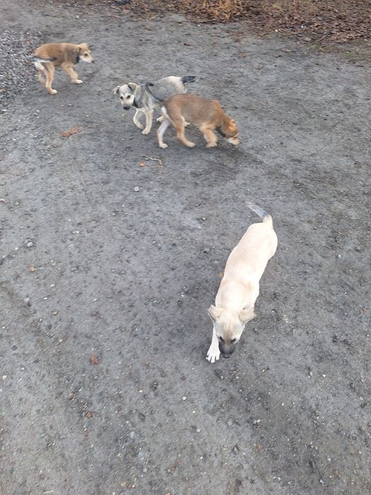 Шукають люблячі сім'ї,  маленькі цуценята.