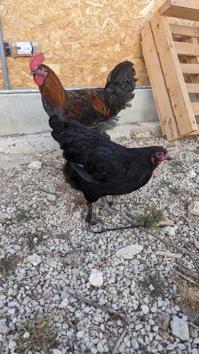 Patinhos Rouen e Corredor Indiano /Cream Legbar / Leghorn Isabella/