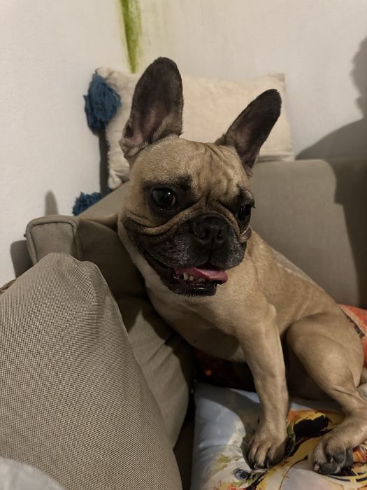 DogWalking/ Petsitting