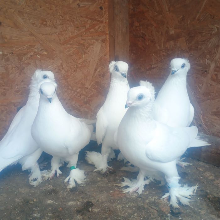 Winery koroniaste 40 zł sztuka