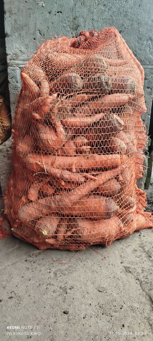 Marchew jadalna i odpadowa