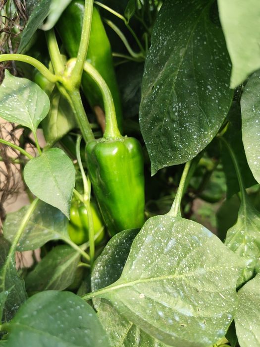 Vendo produtos frescos e naturais directos da horta!