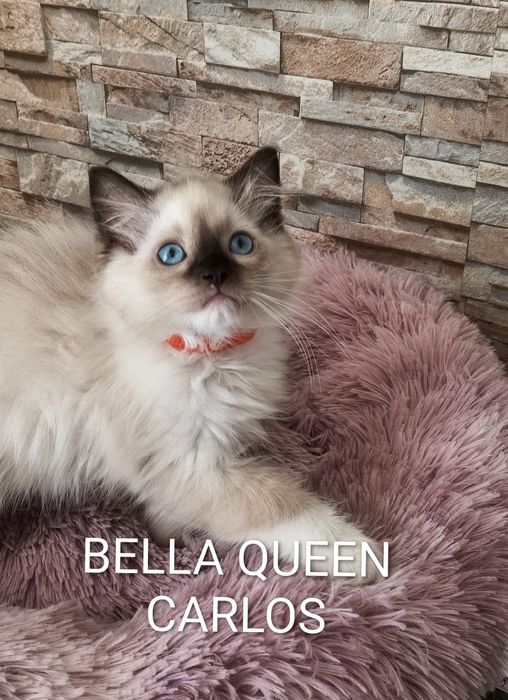 Kocurek Ragdoll - gotowy do odbioru