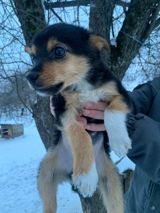 Віддам у добрі руки