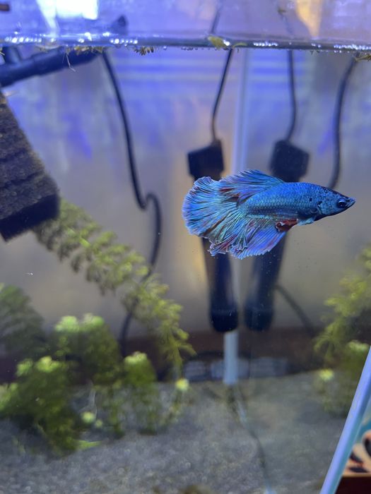 bojownik wspaniały samce, samiec bojownika młode