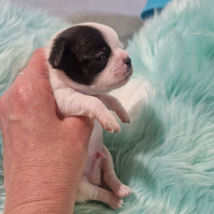 Чіхуахуа хлопчик