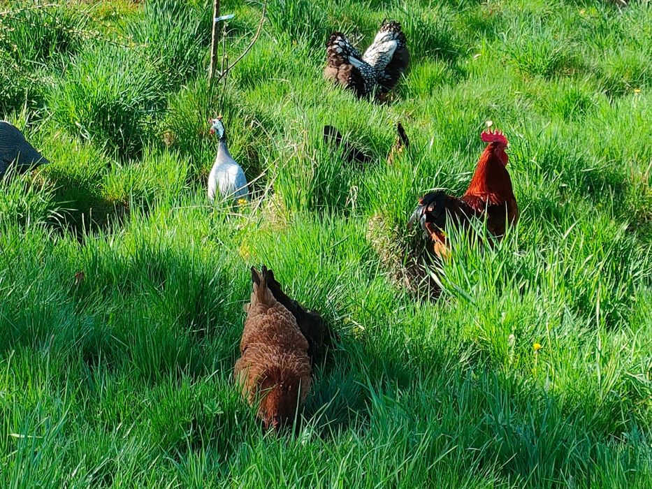 Sprzedam jaja z wolnego wybiegu