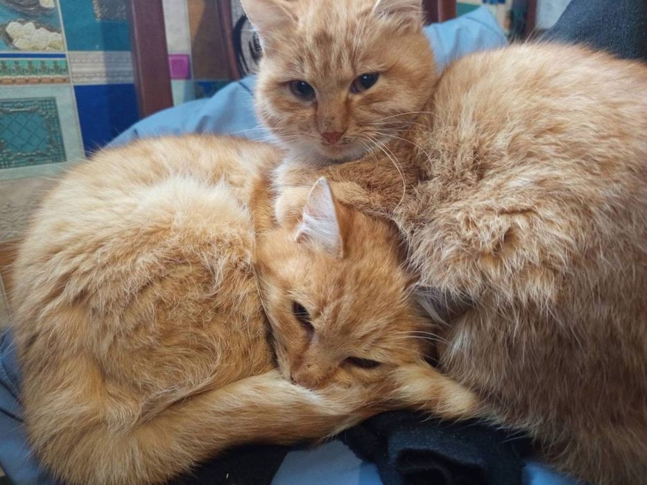 Рыжая красавица кошка ищет семью