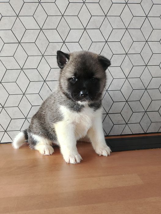 Szczeniak Akita Amerykańska pochodzenie FCI
