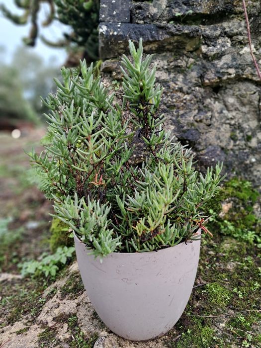 Planta decorativa de baixo consumo de agua, altura de vaso 30 cm.