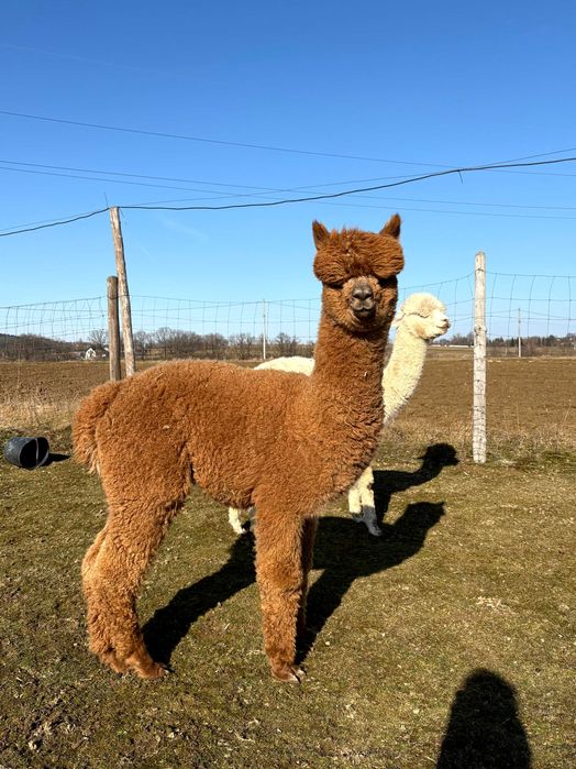 Alpaka - młody samiec