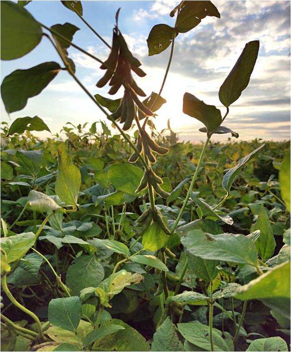 Soja, nasiona soi FAVORIT wczesna 000