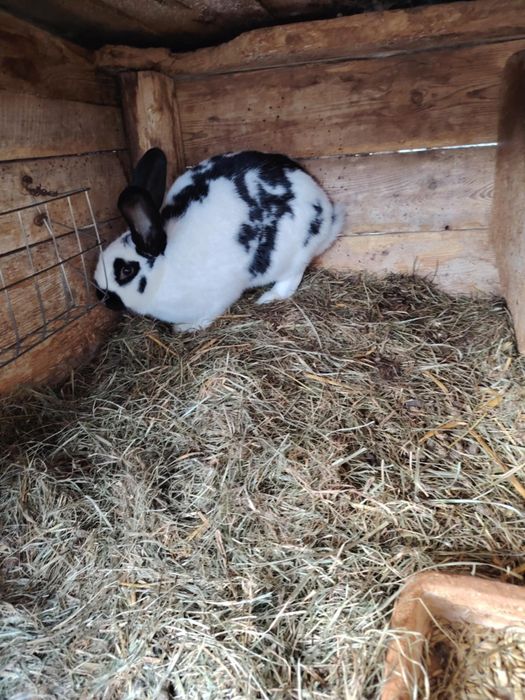 Sprzedam króliki – srokacz niemiecki (samce i samice)