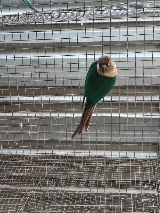 Ring necks para cedência, vou trocar de casa e não tenho espaço