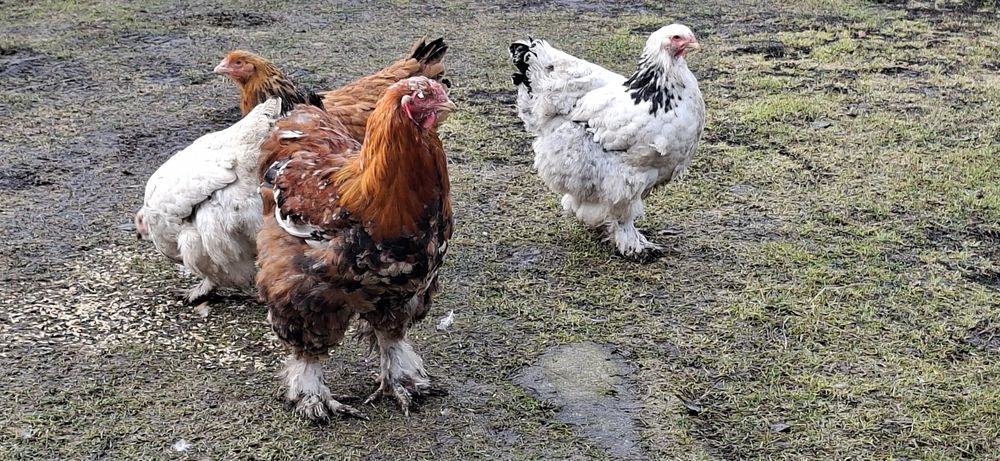 Kury karzełki i brahmy