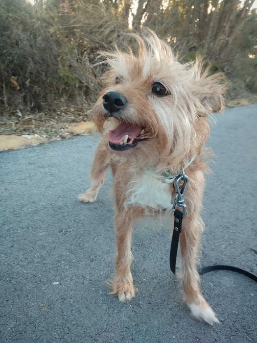 JOANINHA (Fêmea, 7Kg, 10 Anos) - Para Adoção