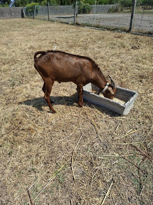 Chivo.                 .