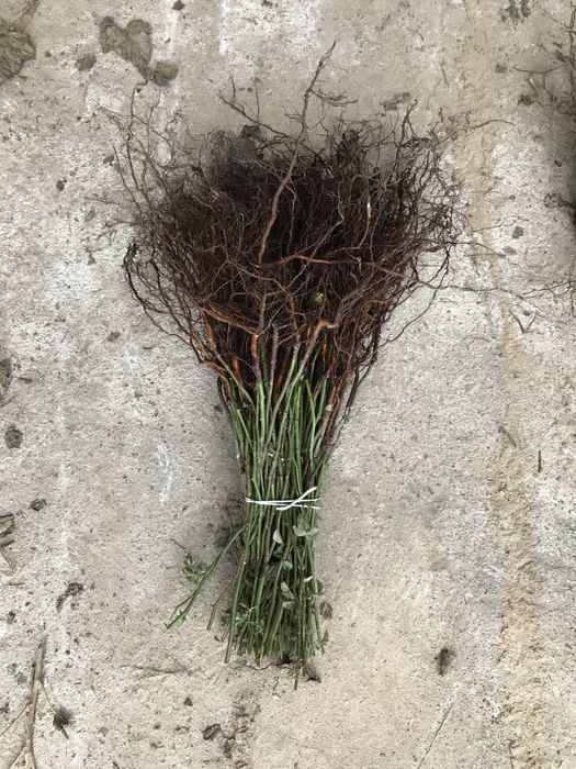 Podkładka bezkolcowa róży