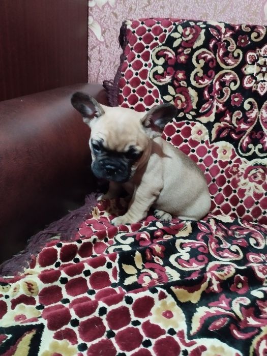 Продам цуценят французького бульдога