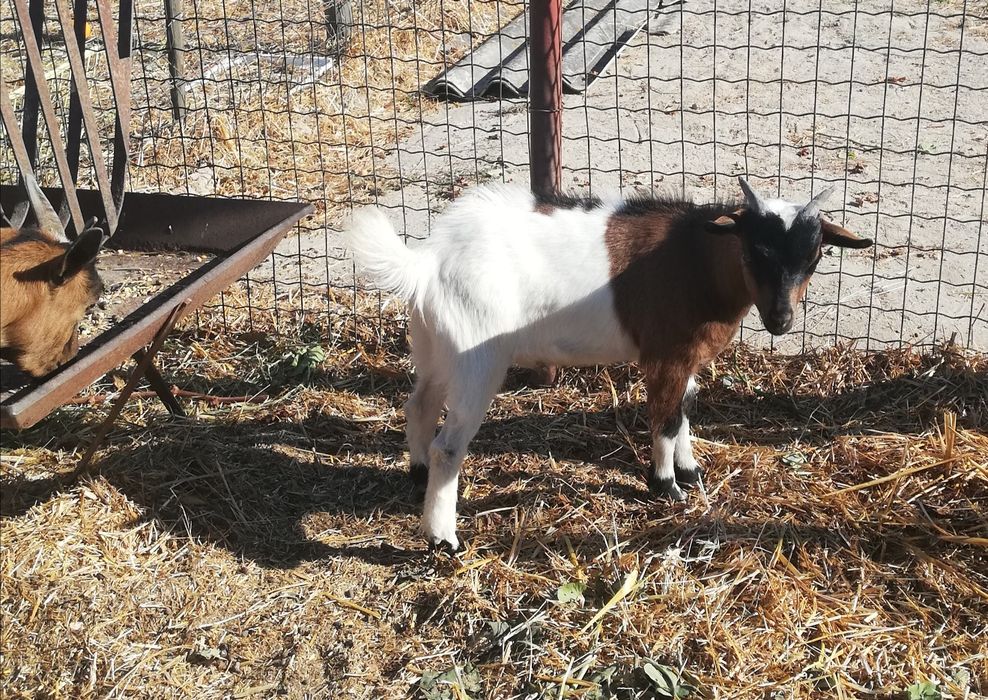 Cabrito de raça anã