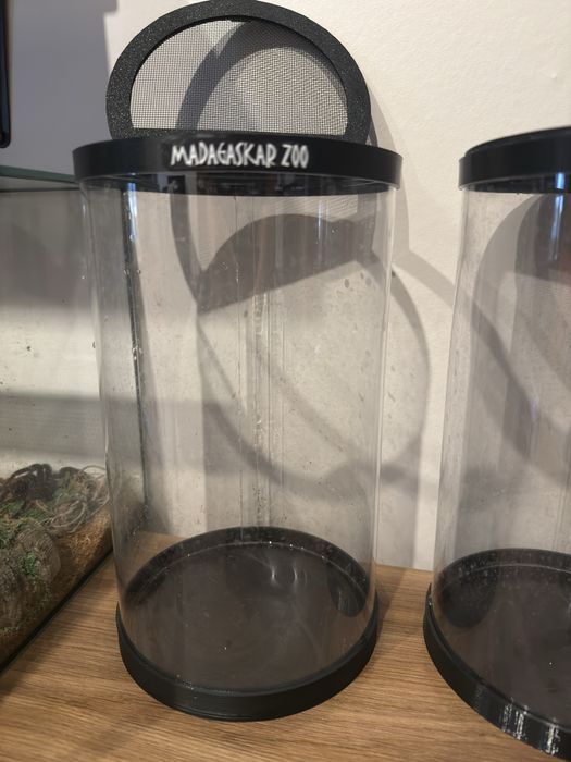 Terrarium, tuba, modliszka, pająk, patyczak