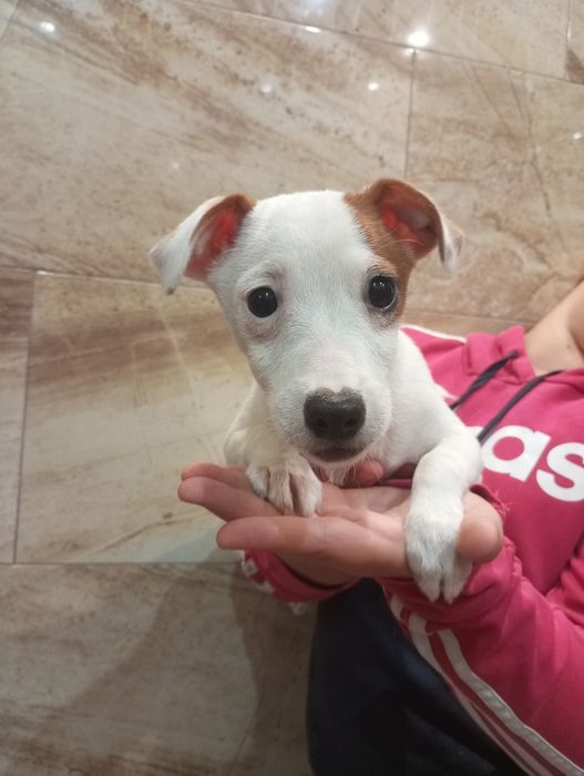 Suczka Jack Russell terrier