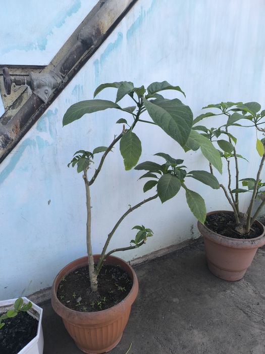 Datura biała  1 roczna